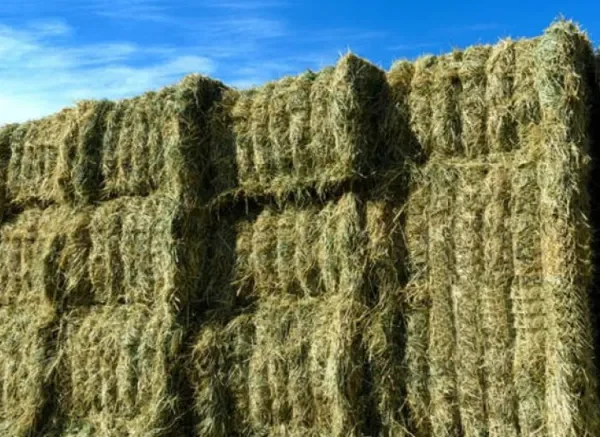 Exportación de alfalfa